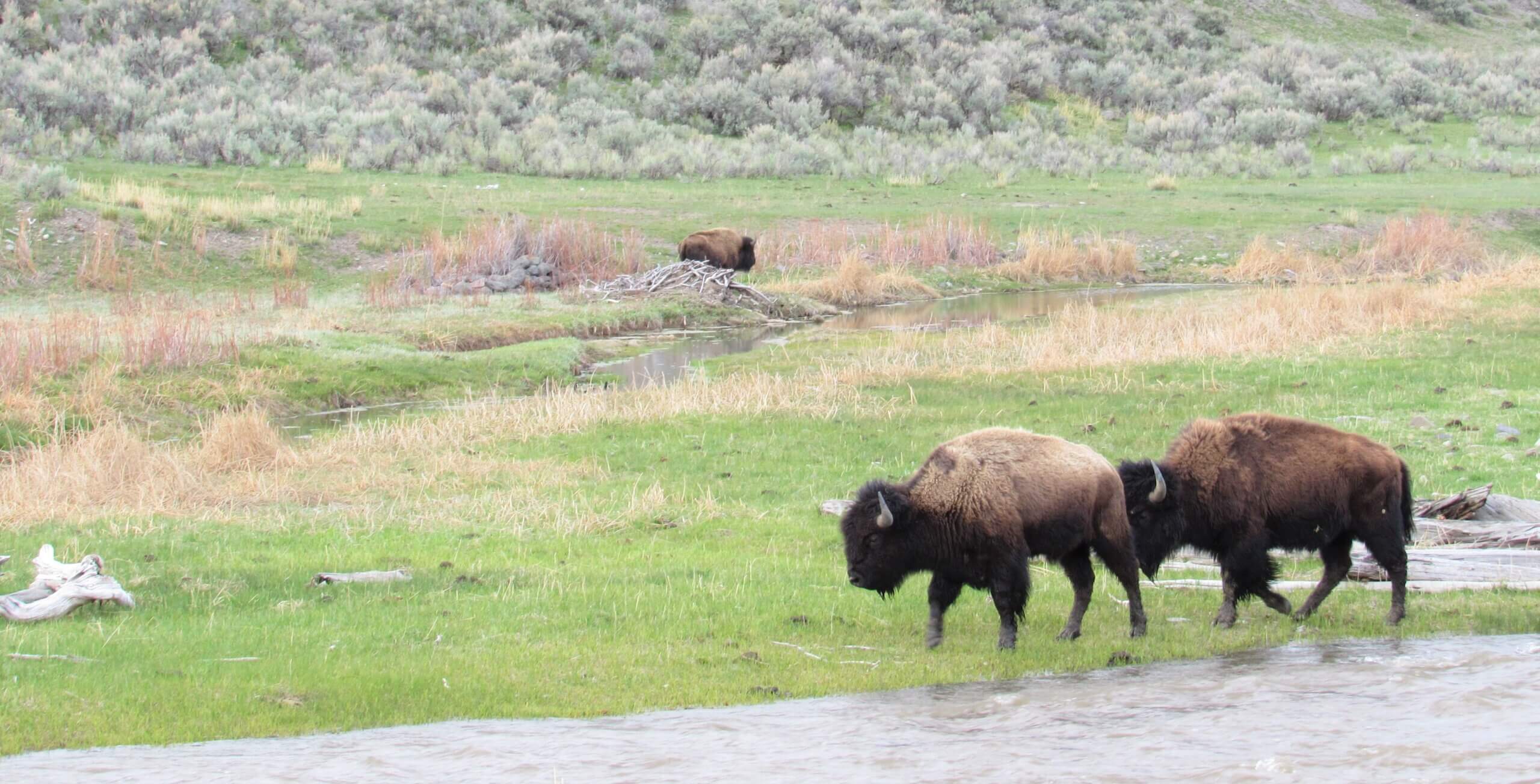 Yellowstone Bison