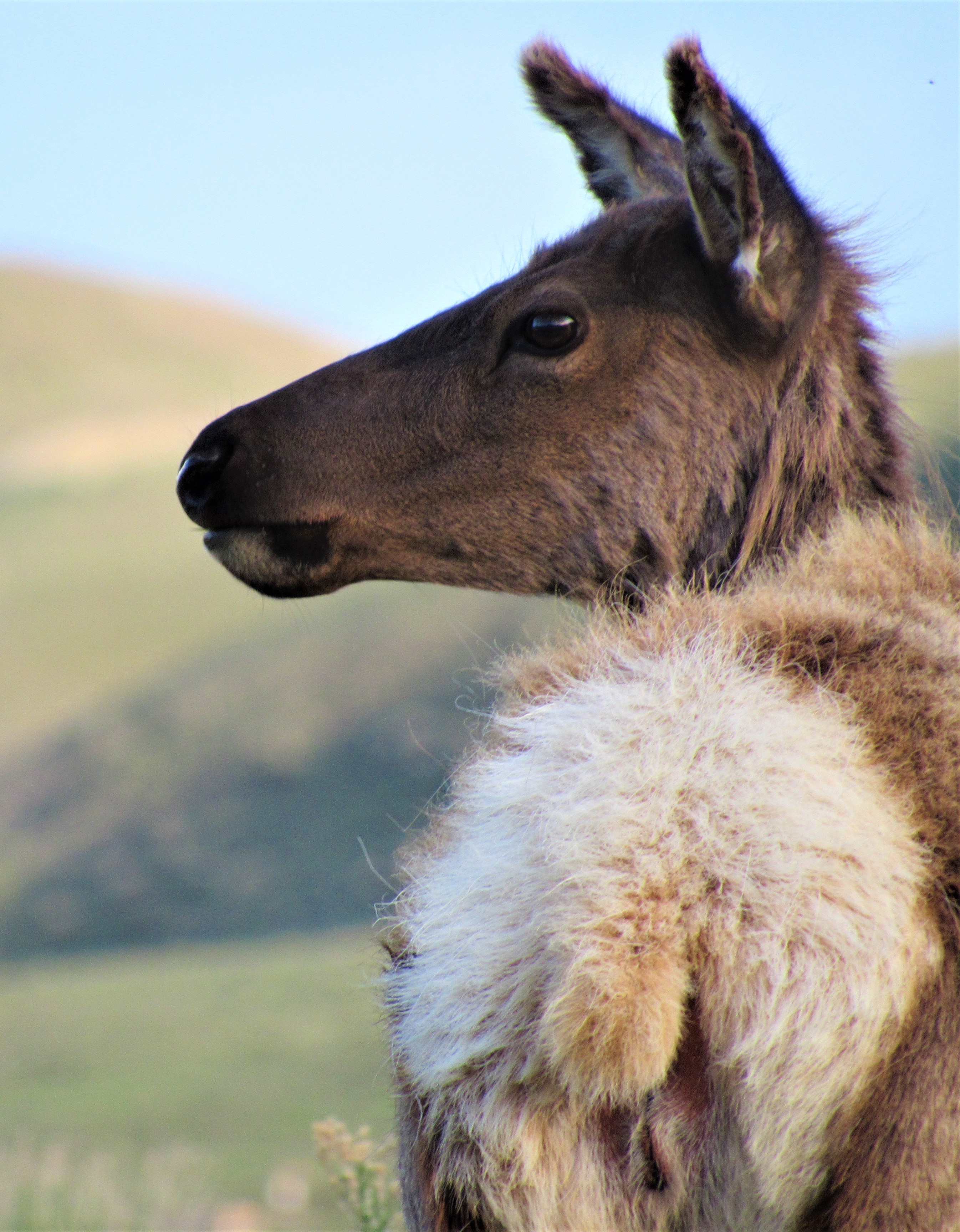 Yellowstone Elk