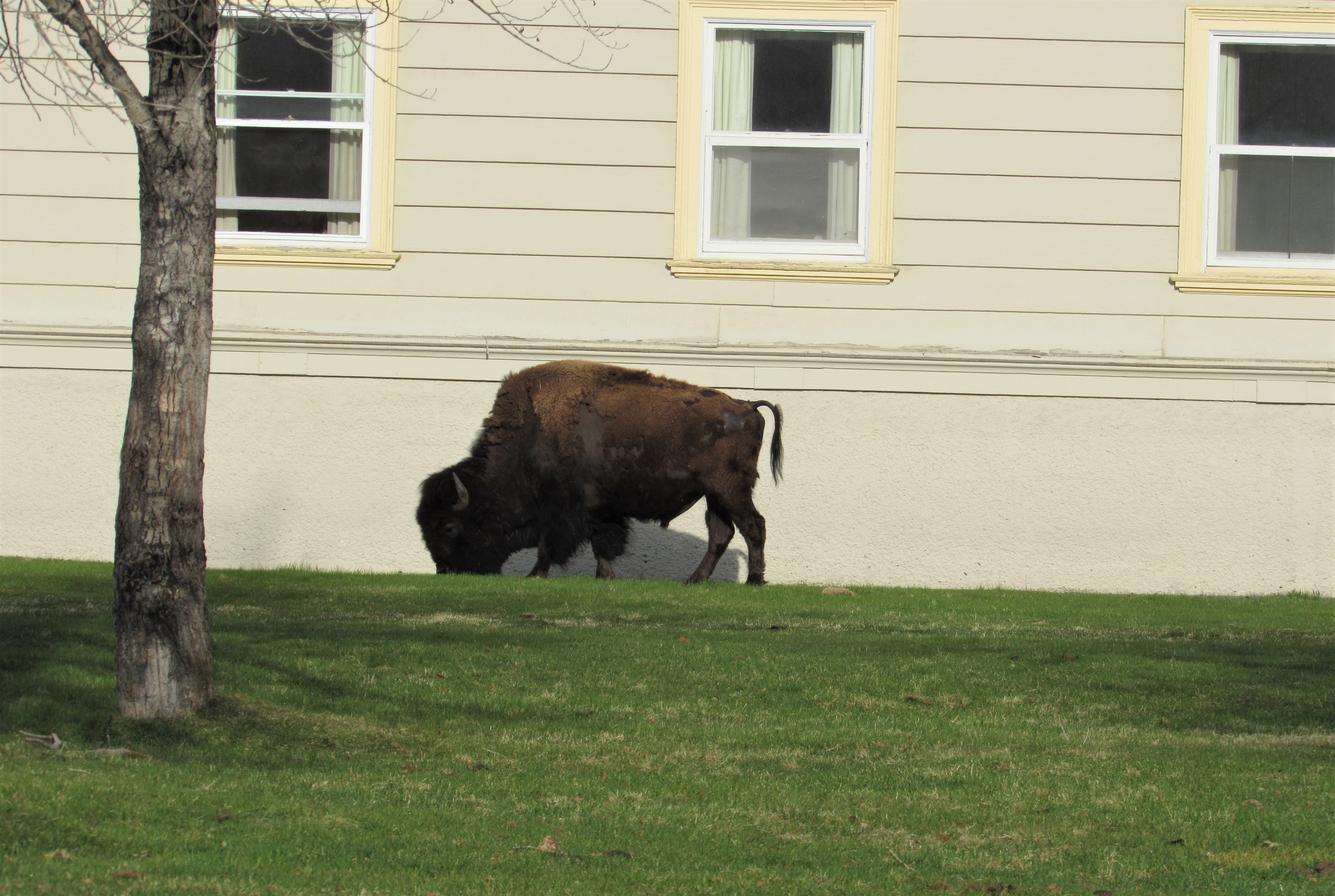 Fort Yellowstone Bison