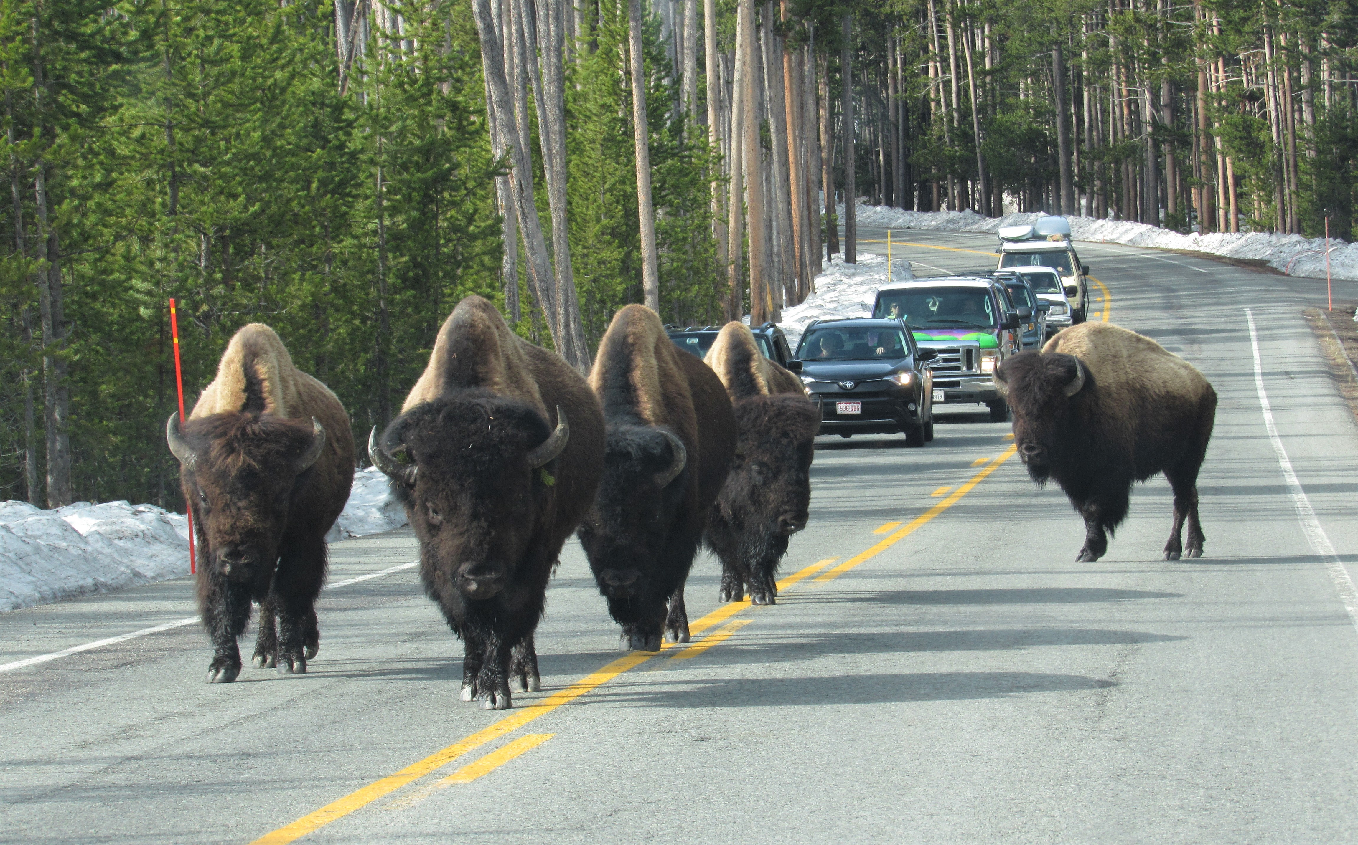 Yellowstone Traffic Jam