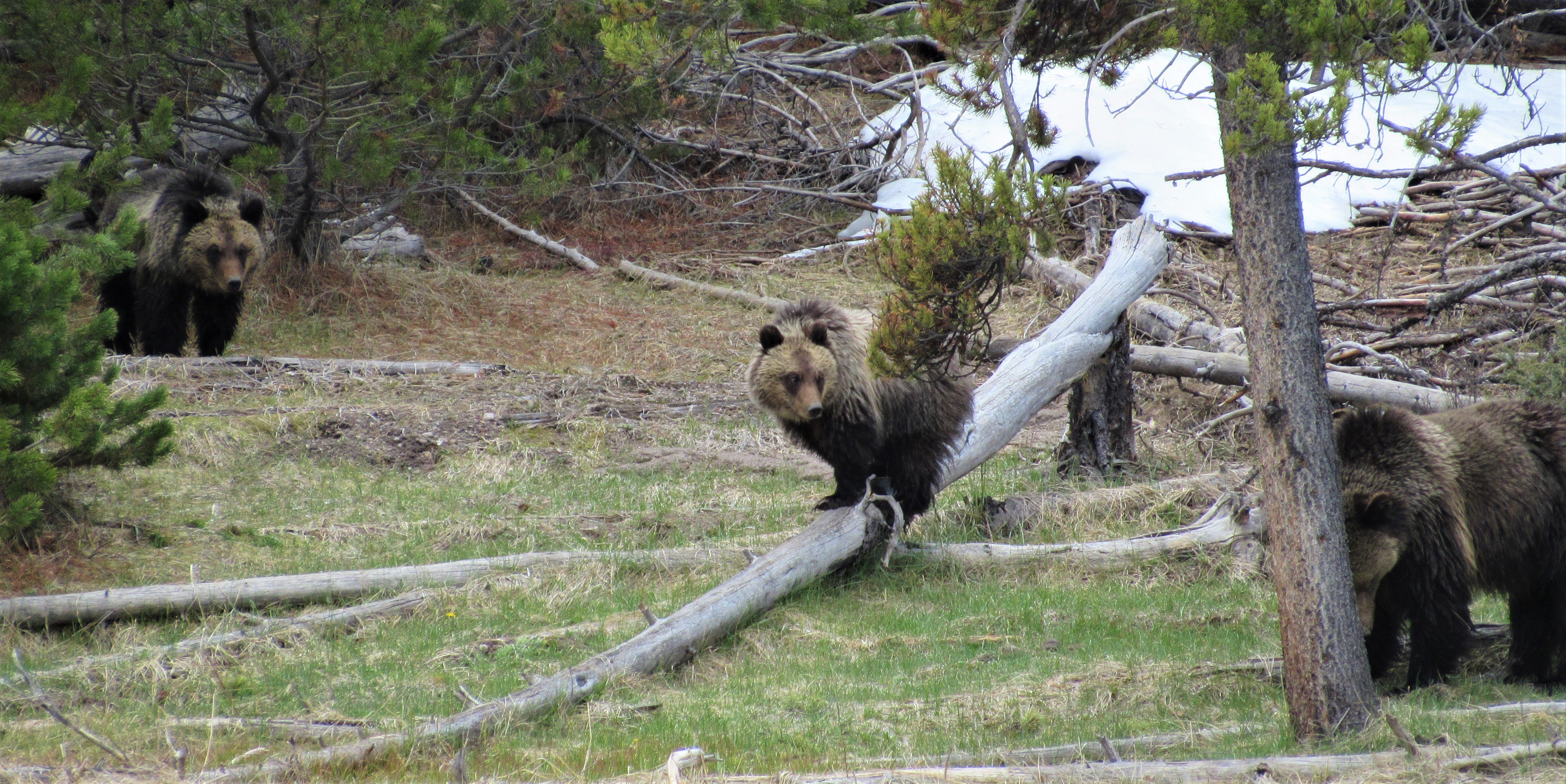 Yellowstone Bears