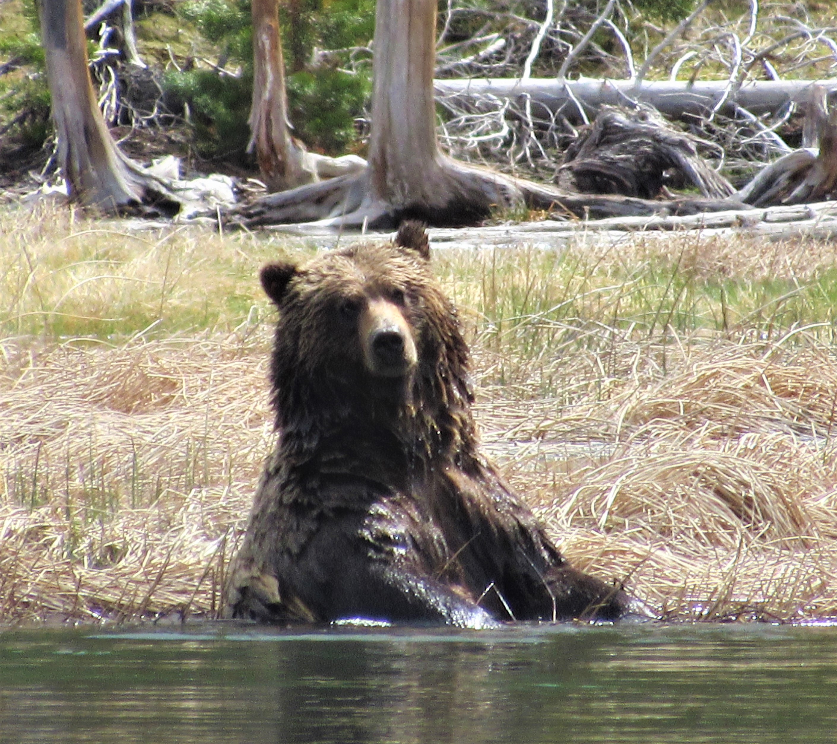 Yellowstone Bear