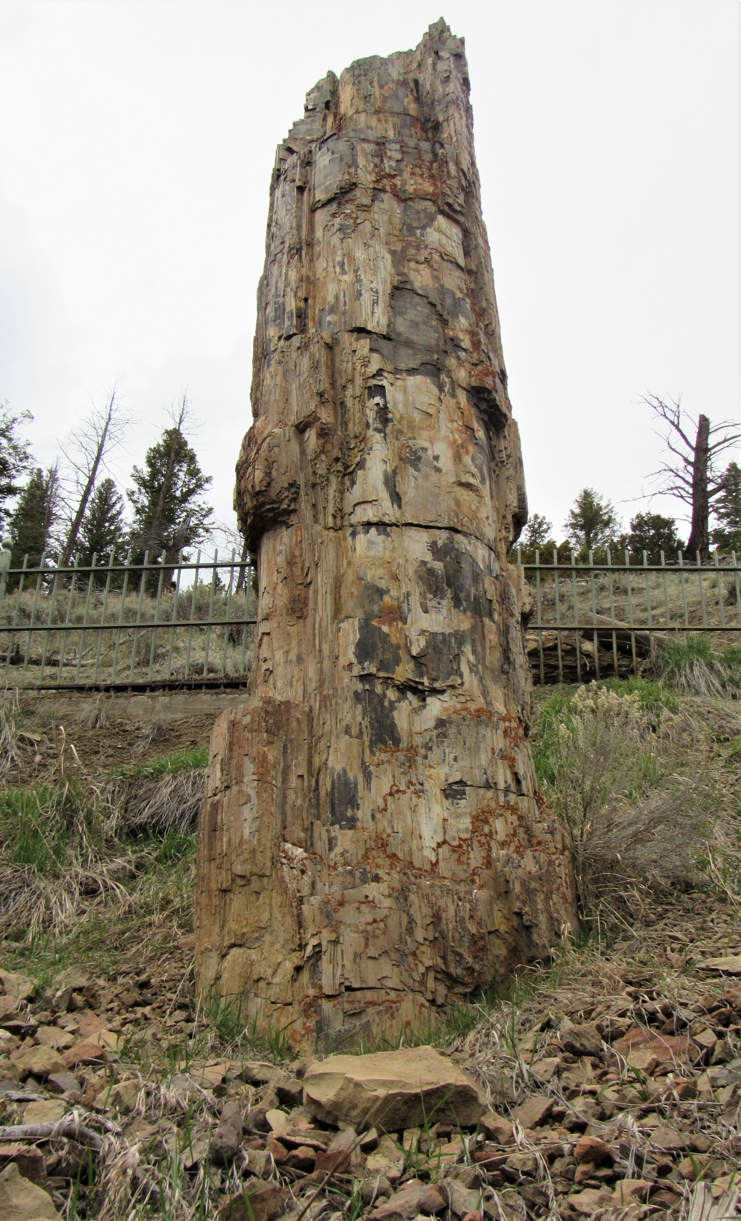 Yellowstone Petrified tree