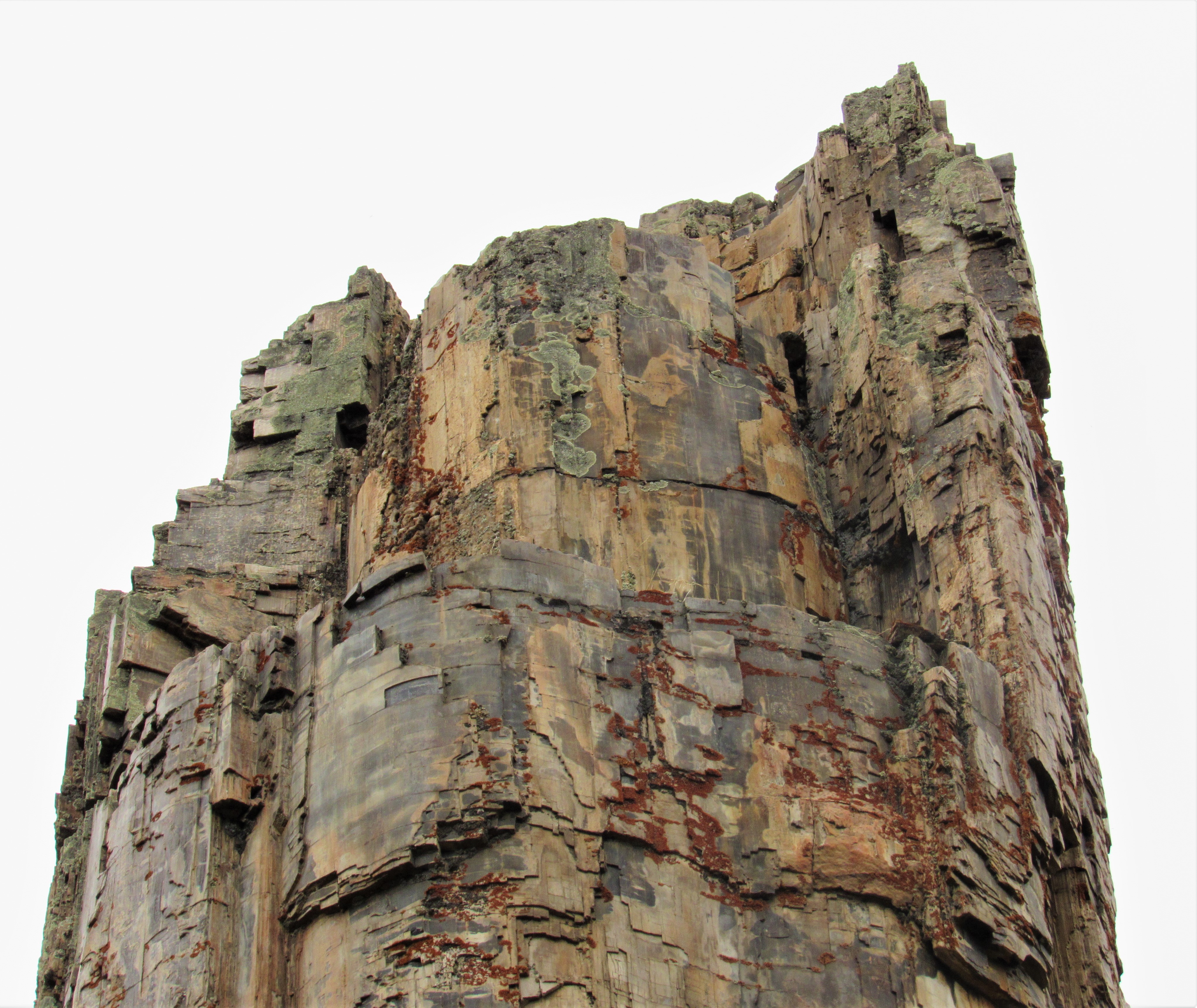 Yellowstone Petrified tree